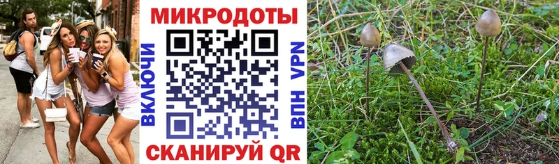 Псилоцибиновые грибы Psilocybe  Горняк 